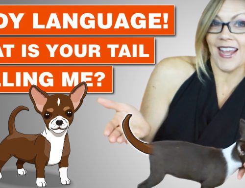 The Tale of the Tail – what does a dog’s tail communicate?