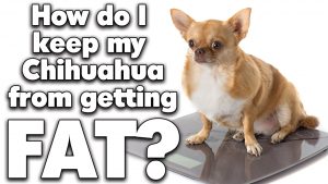 Chihuahua diet and exercise to avoid Chihuahua obesity