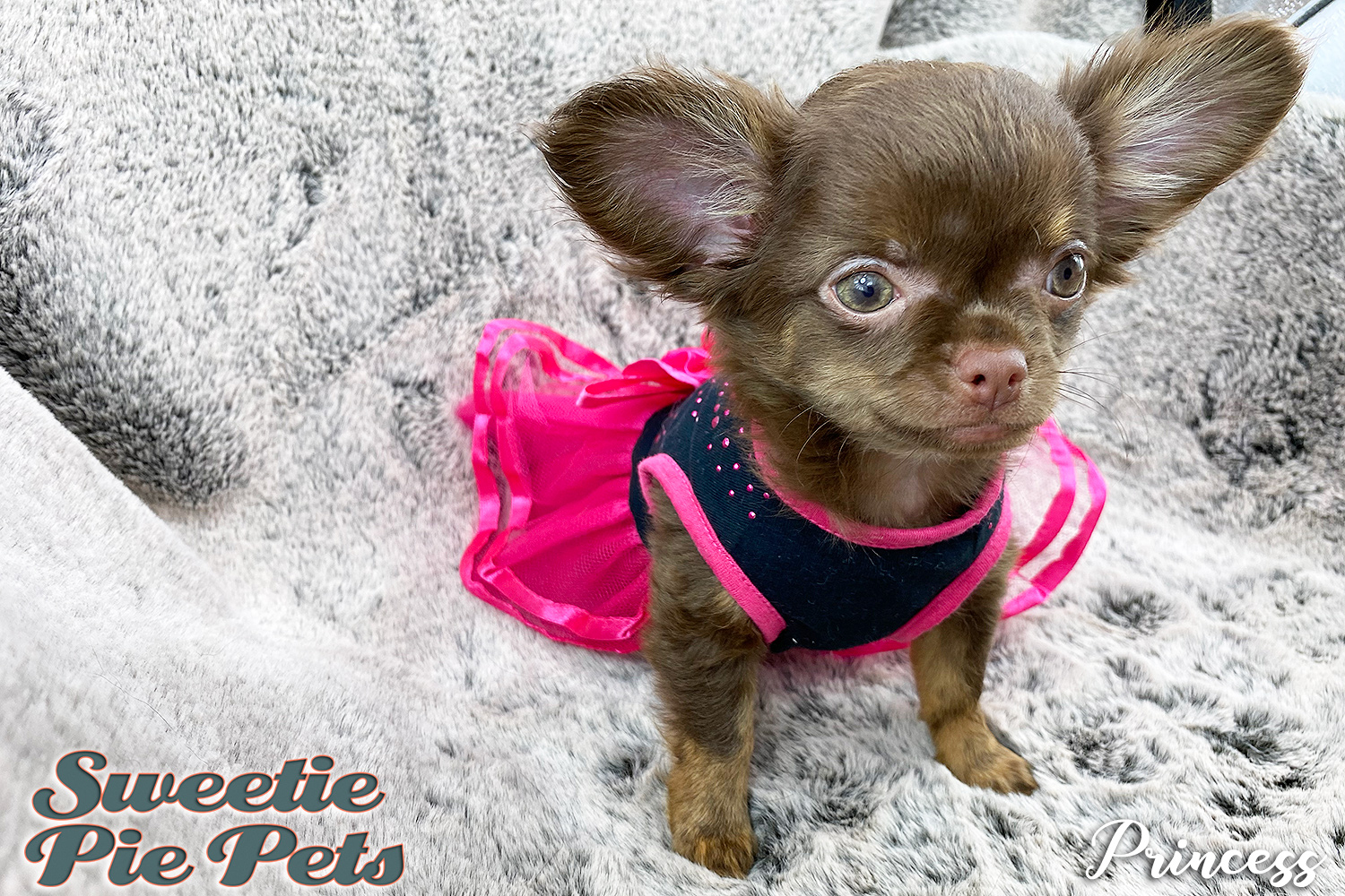 Apple head long coat female Chihuahua puppy for sale