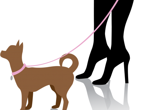 How to leash train your Chihuahua