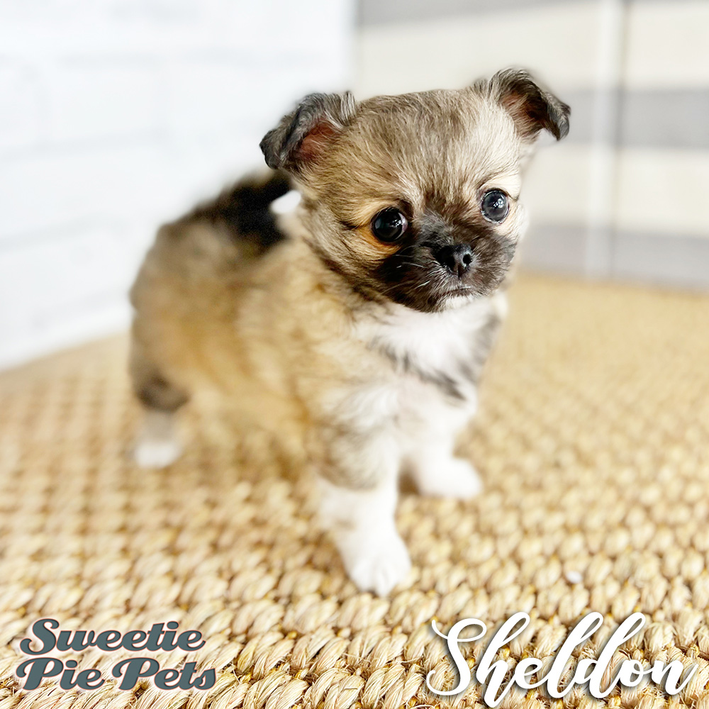 Sable Apple Head Chihuahua for adoption