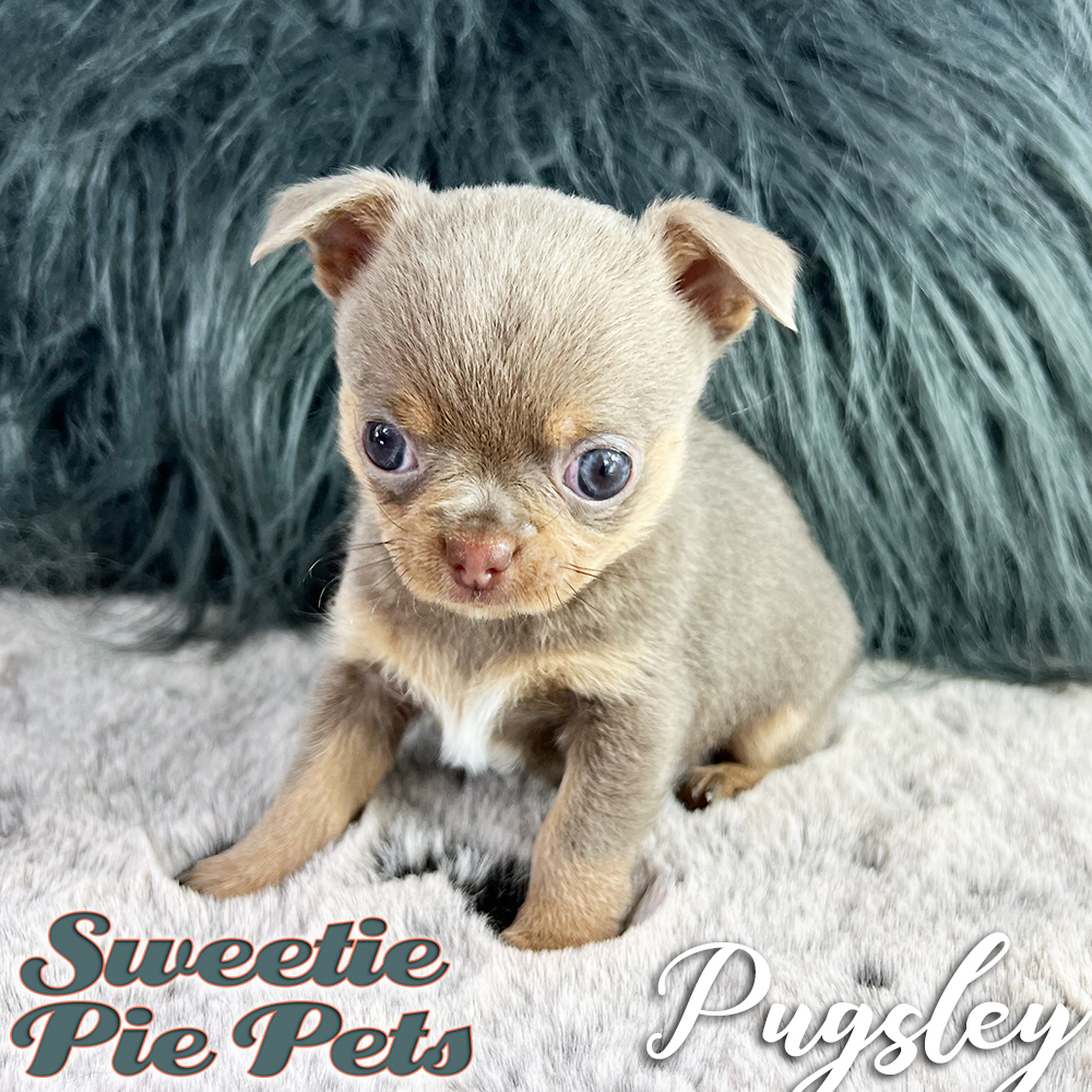 Lilac apple head Chihuahua puppy for adoption