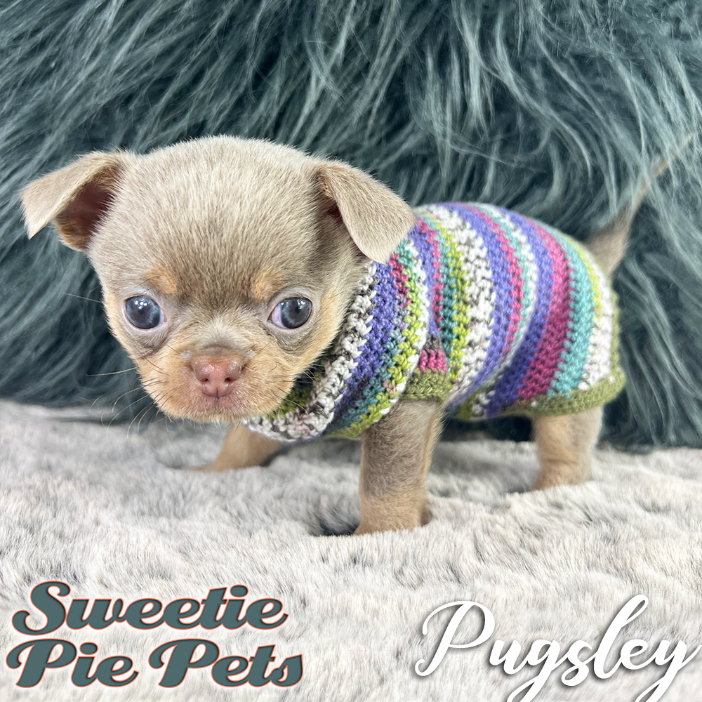 Lilac babydoll face Chihuahua puppy for sale
