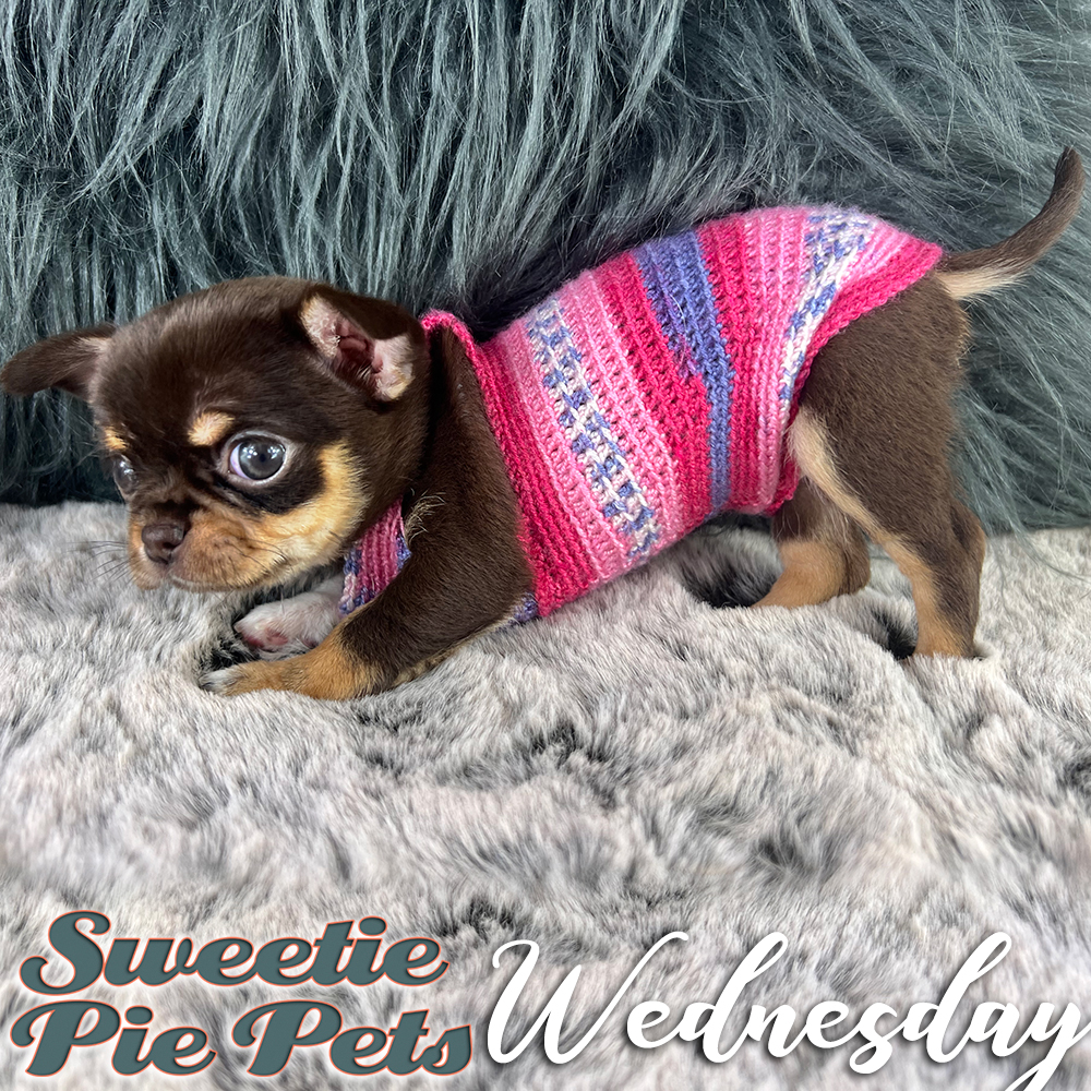 Chocolate apple head Chihuahua puppy for sale