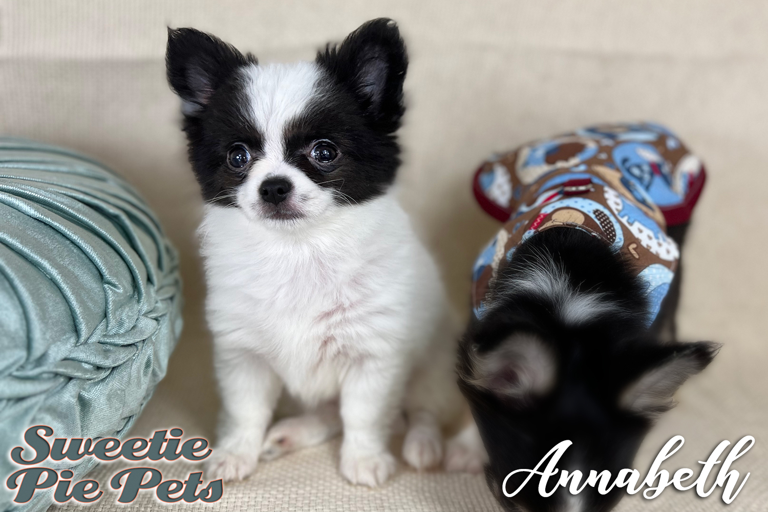 fluffy Chihuahua puppy for adoption