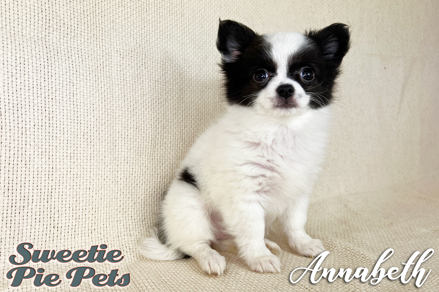 Long Hair Female Chihuahua puppy available for sale Los Angeles