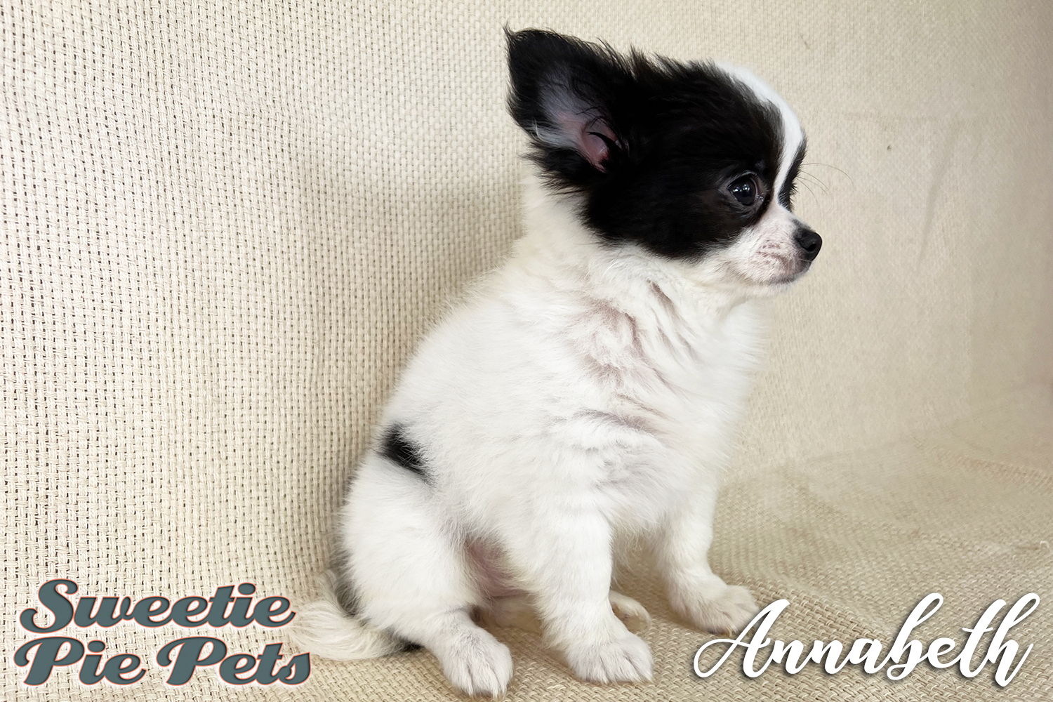 applehead Chihuahua puppy for sale