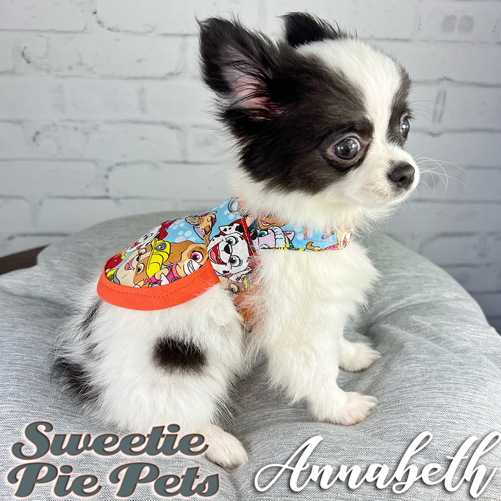 super fluffy Chihuahua puppy for adoption
