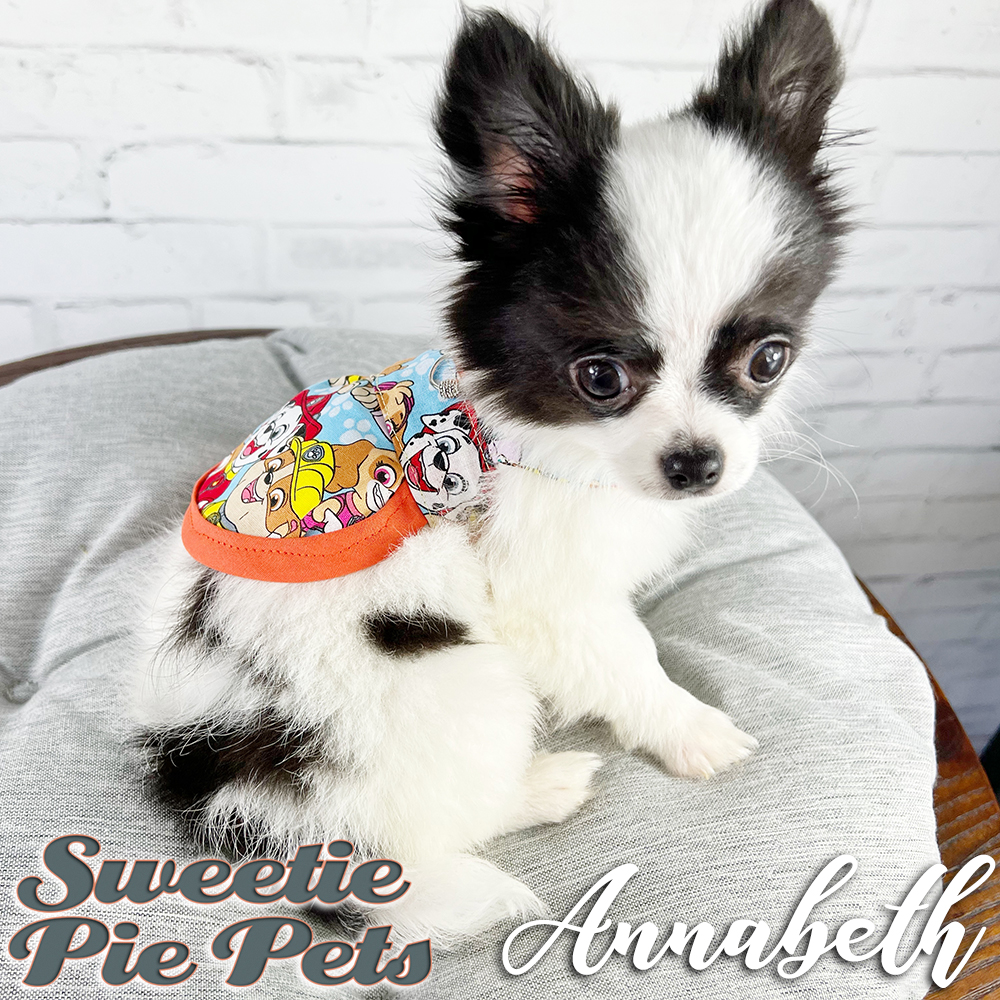 black and white apple head Chihuahua puppy for sale