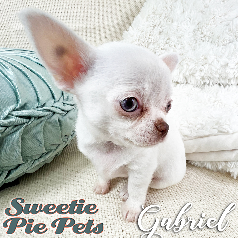 Short coat white Chihuahua puppy for adoption