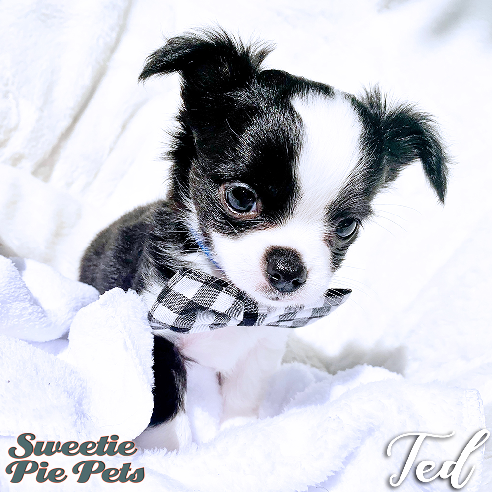 black and white long hair chihuahua puppy for sale