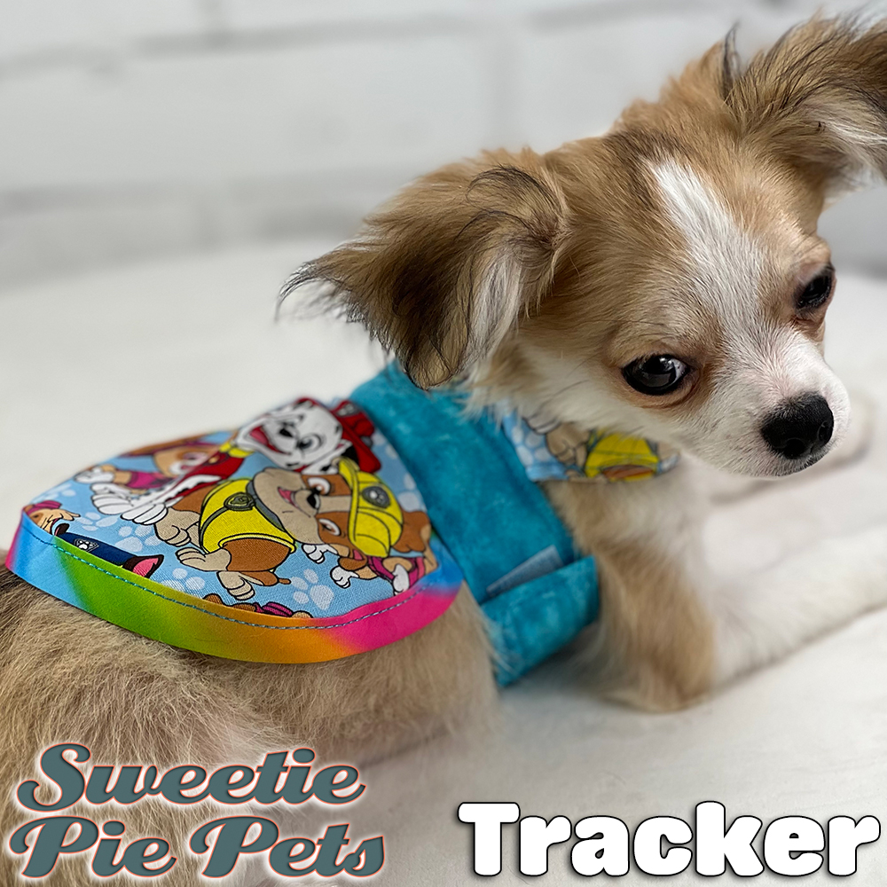 Tracker the Chihuahua looking for his family