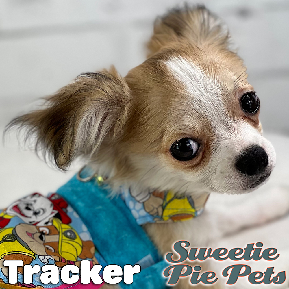 Tracker Chihuahua puppy for adoption