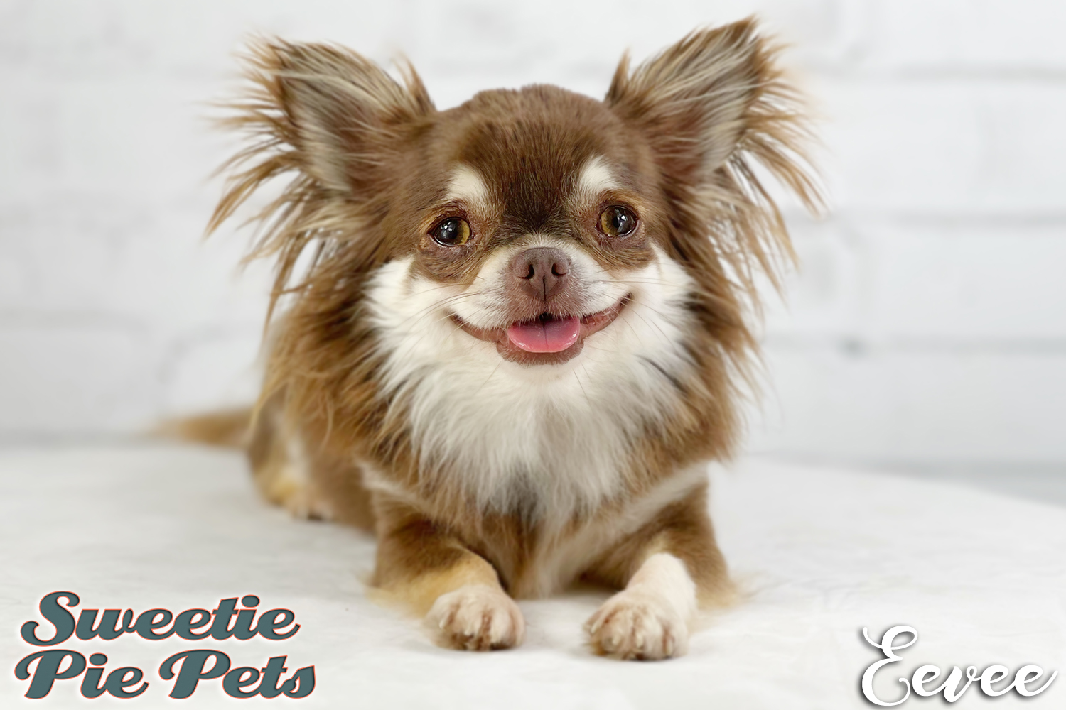 long coat Chocolate apple head Chihuahua puppies for adoption