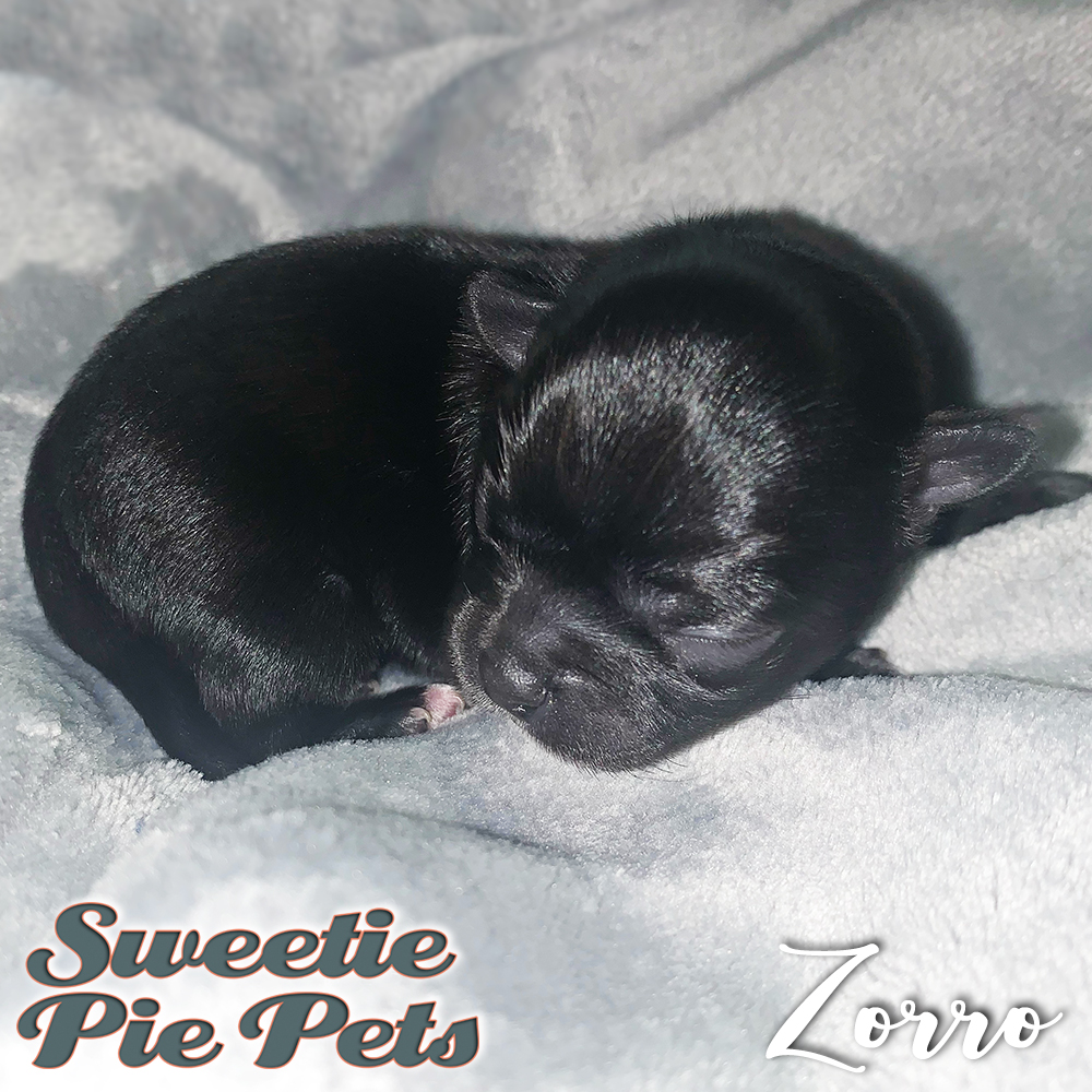 newborn Chihuahua puppy