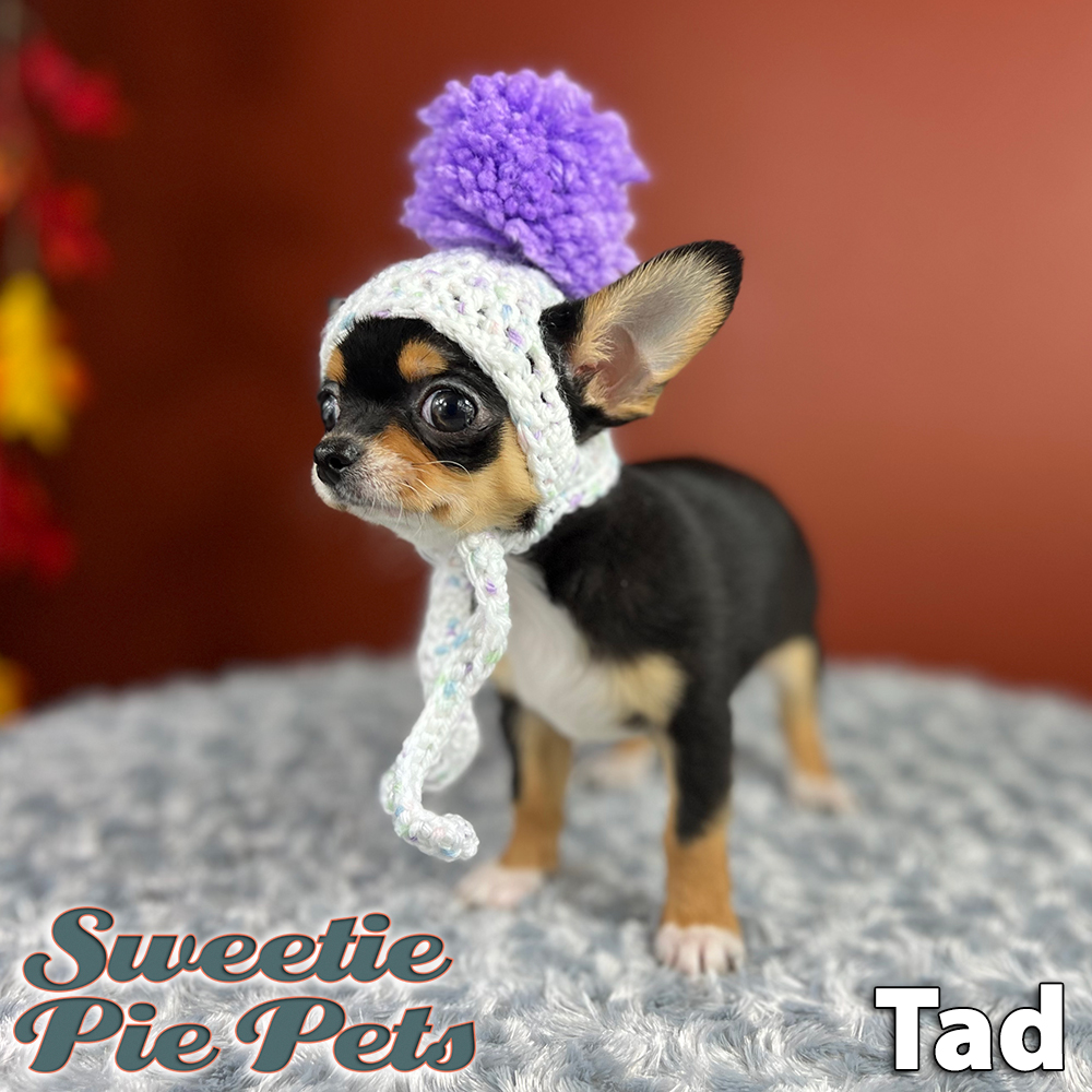 Tiny designer Chihuahua puppy for adoption