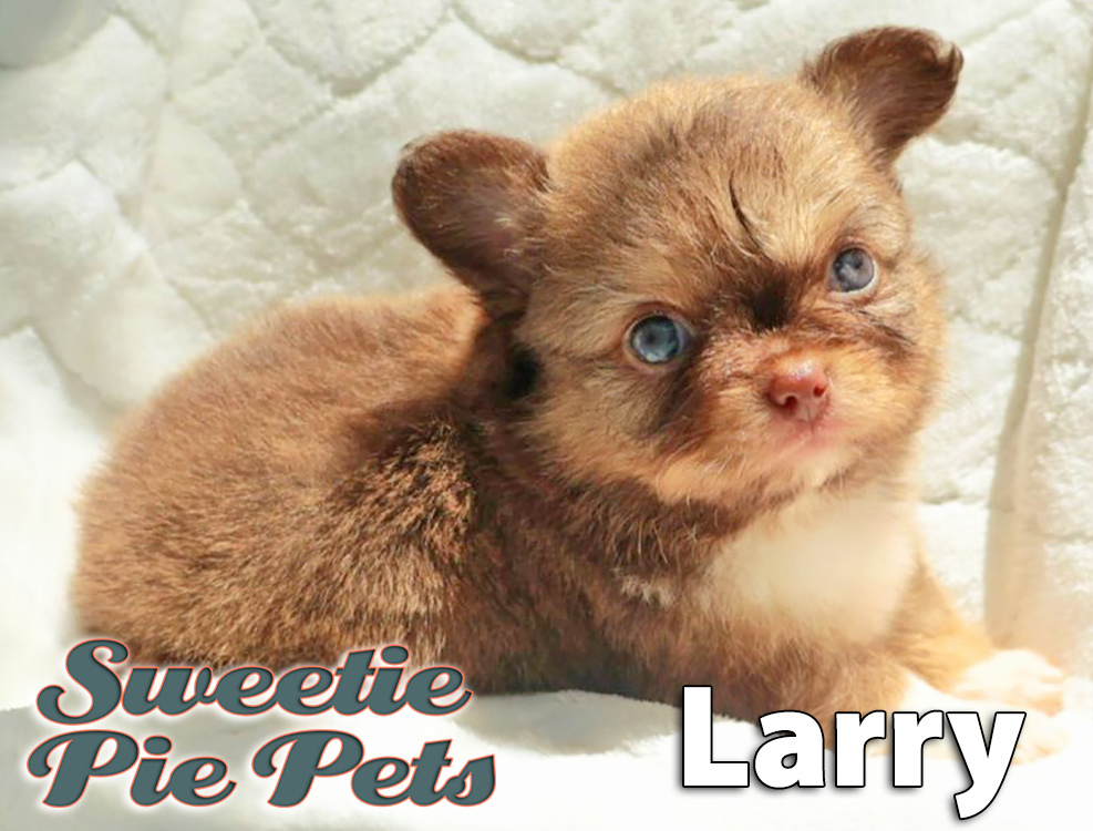 extra fluffy chocolate sable designer Chihuahua puppy for adoption