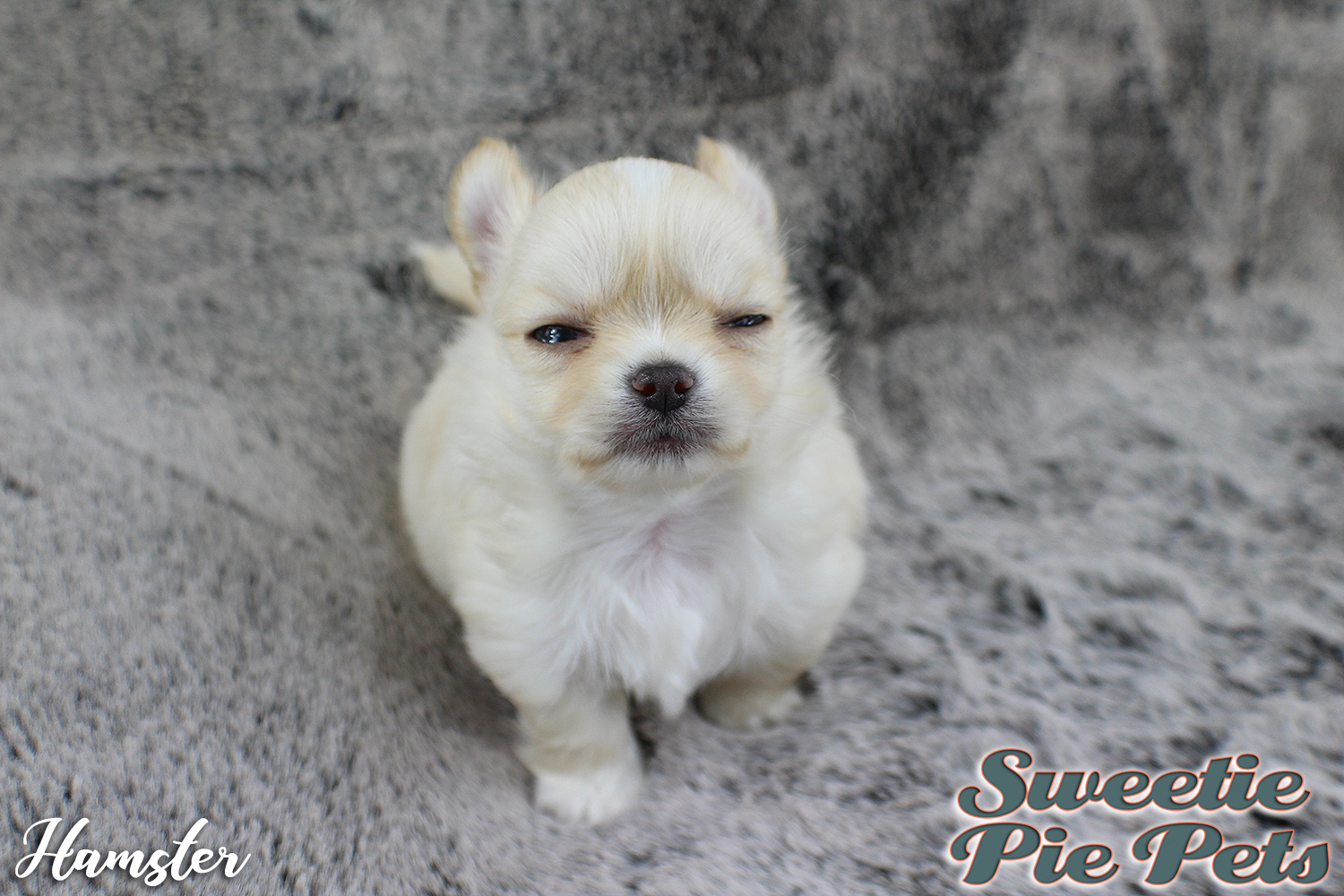 fluffy apple head Chihuahua puppy for sale