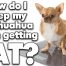 Chihuahua diet and exercise to avoid Chihuahua obesity