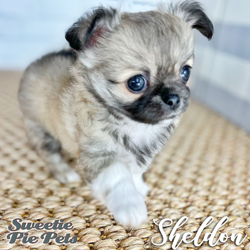Sable Apple Head Chihuahua for adoption
