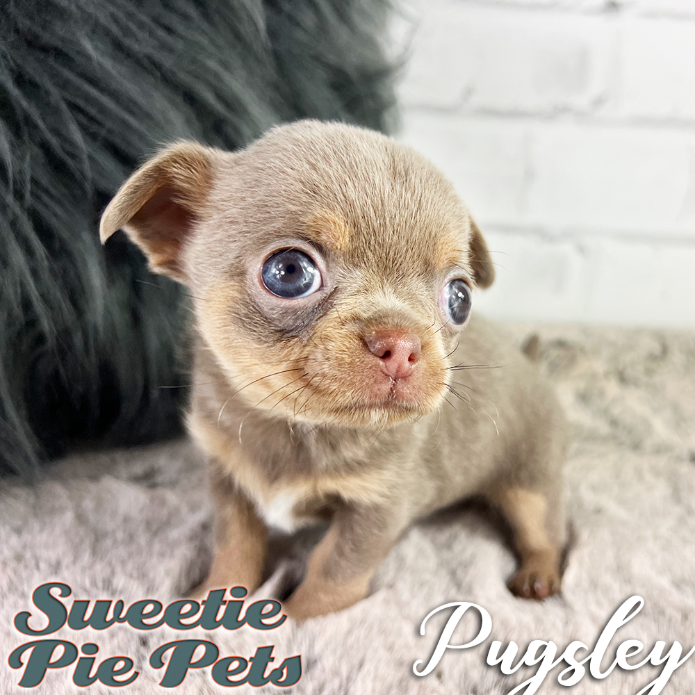 Lilac and tan tri-color Chihuahua puppy for sale