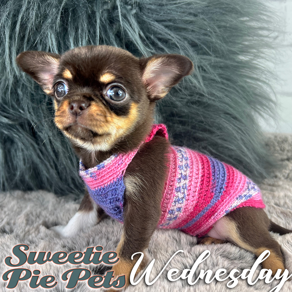 Short hair chocolate tri-color Chihuahua puppy for adoption