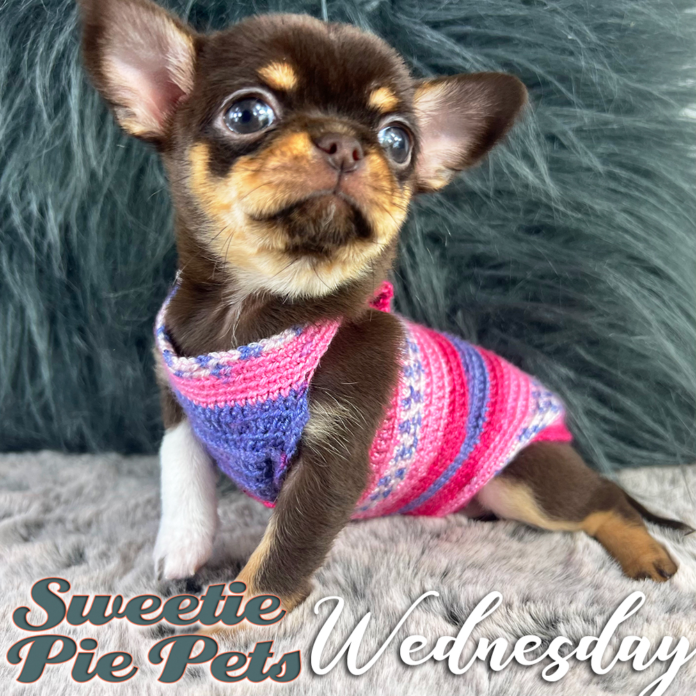 Short hair chocolate tri-color Chihuahua puppy for adoption