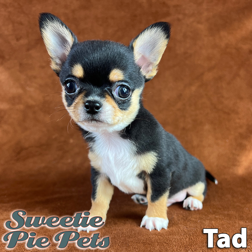 Tri-color smooth coat apple head puppy for adoption now Los Angeles