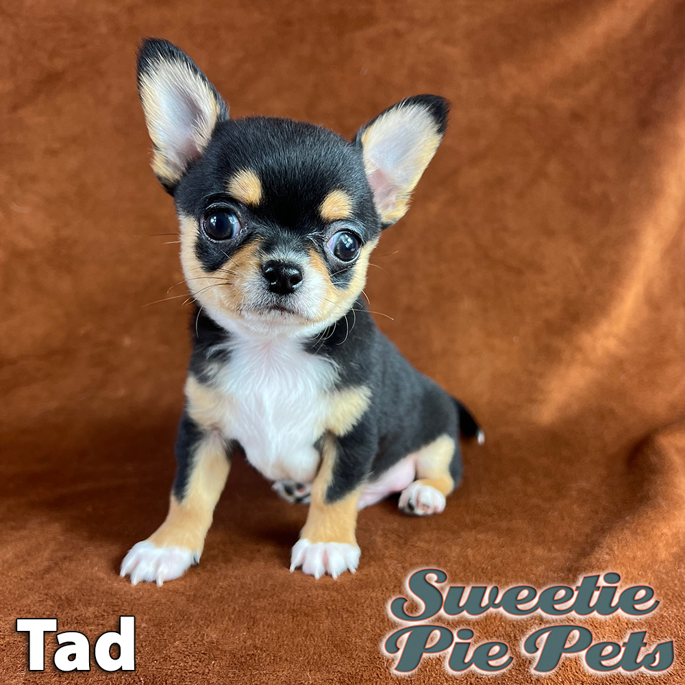 Tri-color smooth coat apple head puppy for sale California