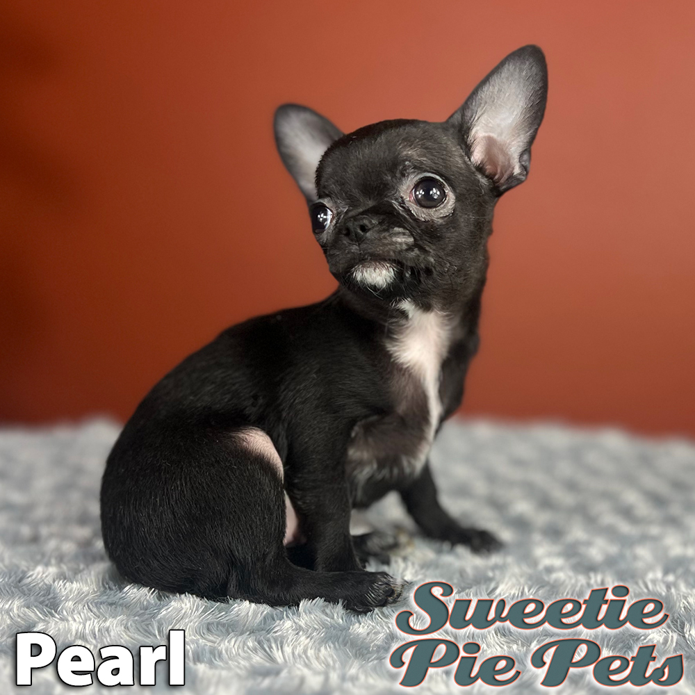 teacup designer Chihuahua puppy for adoption Los Angeles